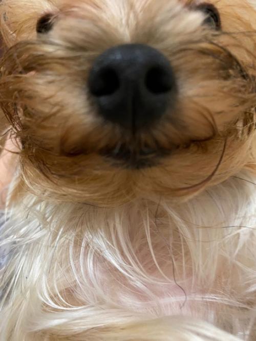 Снова традиционные фото - встречи с милыми черривинсиками первые в 2022 году. 02