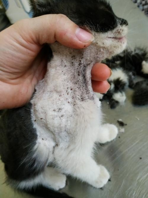 Орехово-зуево мо. Чудесная симпатяшка с модной стрижкой мампап ищет. 04