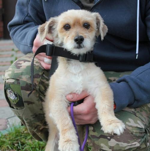 Когда его выкинули из машины, это был грязный, свалявшийся, несчастный и никому не нужный бедося. 02