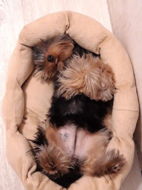 Снова традиционные фото - встречи с милыми черривинсиками первые в 2022 году. 08