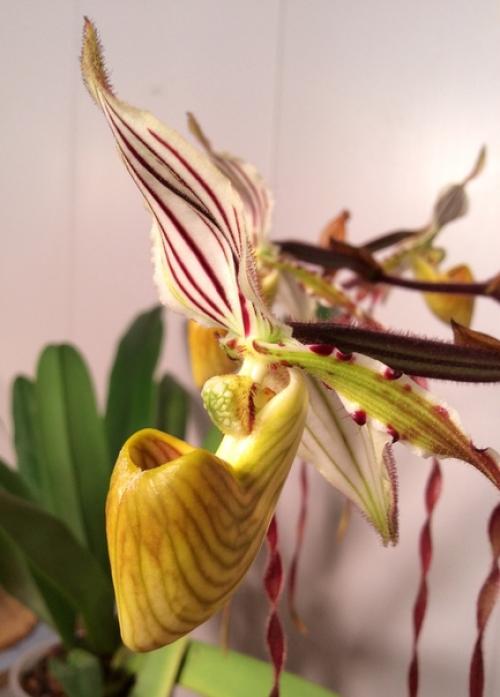 Paphiopedilum Philippinense.  Dandy. 05