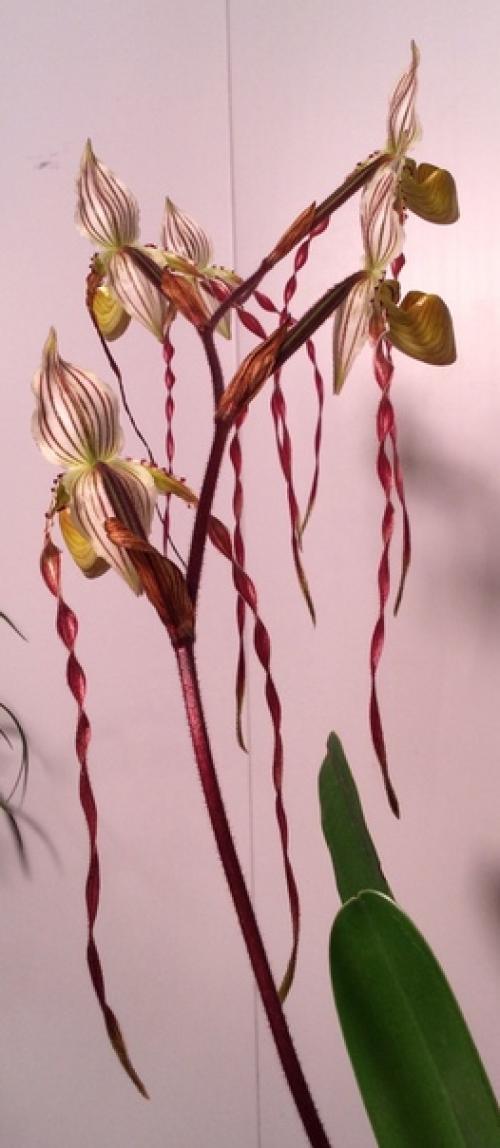 Paphiopedilum Philippinense.  Dandy. 04