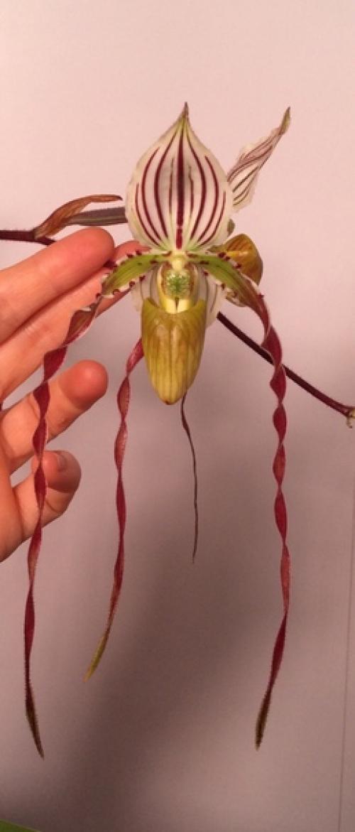 Paphiopedilum Philippinense.  Dandy. 01