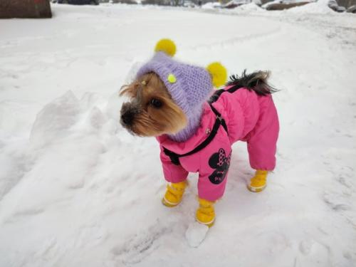 Снова традиционные фото - встречи с милыми черривинсиками первые в 2022 году. 04