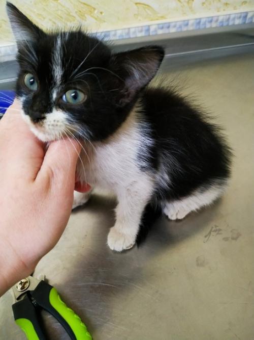 Орехово-зуево мо. Чудесная симпатяшка с модной стрижкой мампап ищет. 03