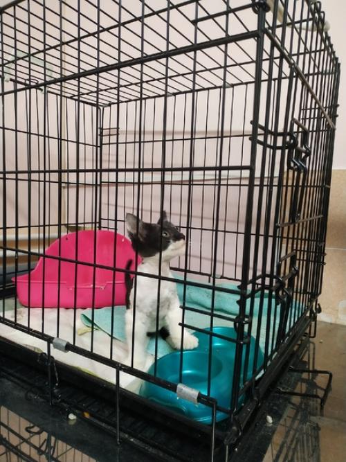 Орехово-зуево мо. Чудесная симпатяшка с модной стрижкой мампап ищет. 02