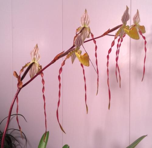 Paphiopedilum Philippinense.  Dandy. 02