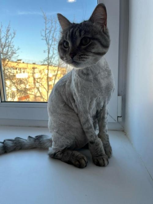 Эту осень кит встречает с новой, модной причёской! 01