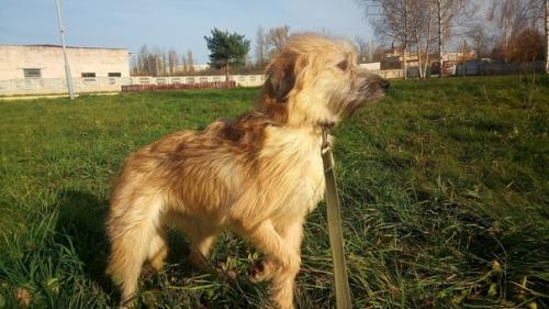 Из всей большой семьи лохматиков - бородатиков не нашла дом только одна девочка - милая рыжая красавица Тата. 04