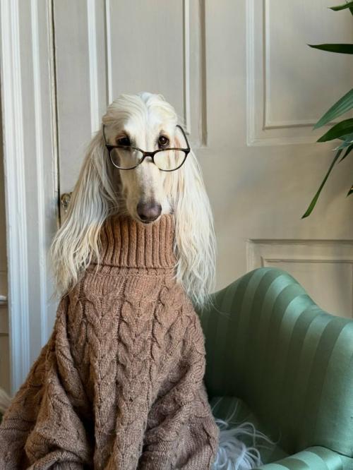 Собака с длинной шелковой шерстью и аристократичным взглядом пользователей покорила. 03