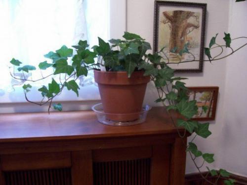 Самые стойкие спартанцы -. 03