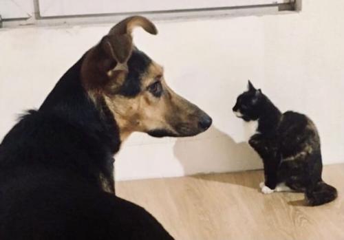 Кейтвесточки_издома.  Синергия на стуле ровно сидит! 03