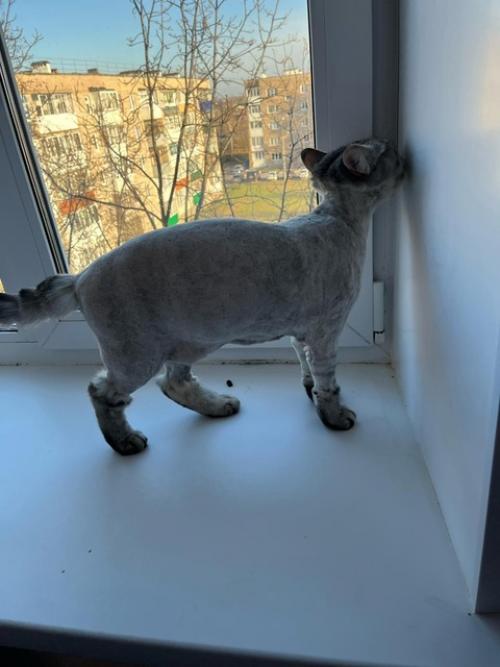 Эту осень кит встречает с новой, модной причёской! 02