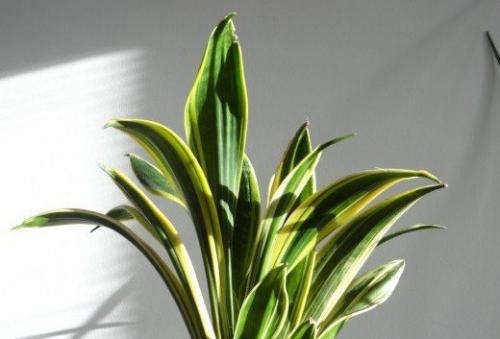 Самые стойкие спартанцы -. 06