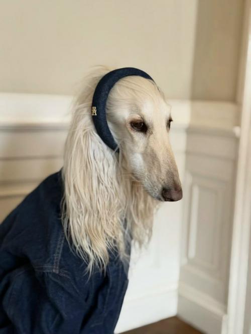 Собака с длинной шелковой шерстью и аристократичным взглядом пользователей покорила. 08