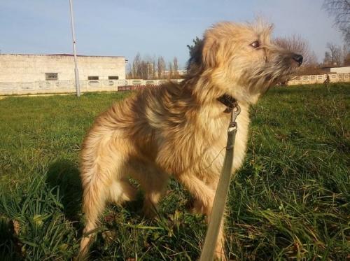 Из всей большой семьи лохматиков - бородатиков не нашла дом только одна девочка - милая рыжая красавица Тата. 07