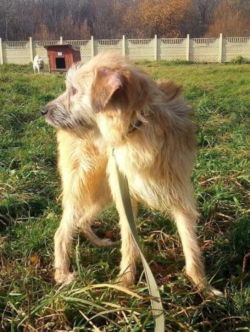 Из всей большой семьи лохматиков - бородатиков не нашла дом только одна девочка - милая рыжая красавица Тата. 03