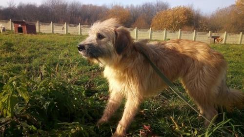 Из всей большой семьи лохматиков - бородатиков не нашла дом только одна девочка - милая рыжая красавица Тата. 06