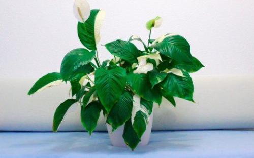 Самые стойкие спартанцы -. 09