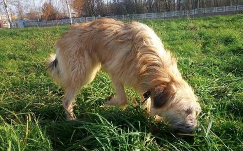 Из всей большой семьи лохматиков - бородатиков не нашла дом только одна девочка - милая рыжая красавица Тата. 05