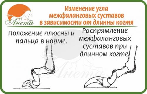 Совсем немного о пястях собаки. 01