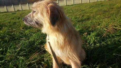 Из всей большой семьи лохматиков - бородатиков не нашла дом только одна девочка - милая рыжая красавица Тата. 02