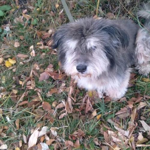 Наш Филя на новом месте на прогулке. 02