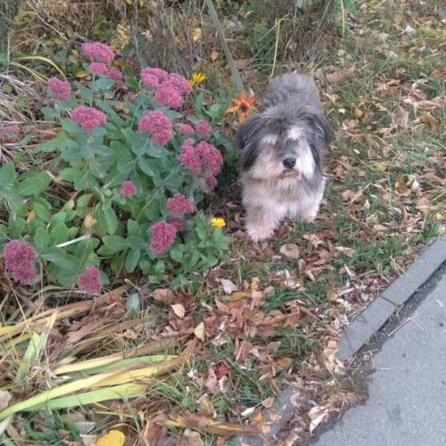 Наш Филя на новом месте на прогулке. 01