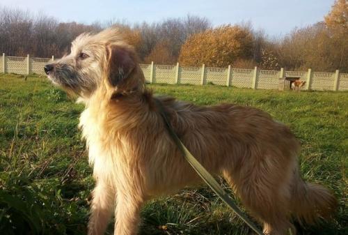 Из всей большой семьи лохматиков - бородатиков не нашла дом только одна девочка - милая рыжая красавица Тата. 01