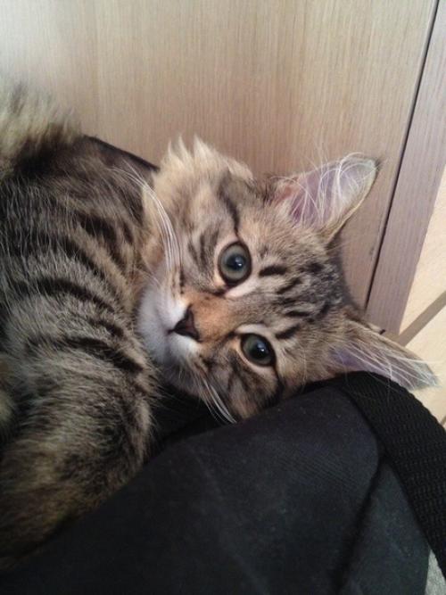 Кекс.  Сладкий котик. 02