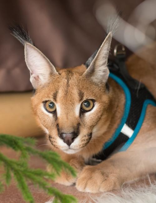 Только один день 16 ноября мини фотосессия с рысью. 04