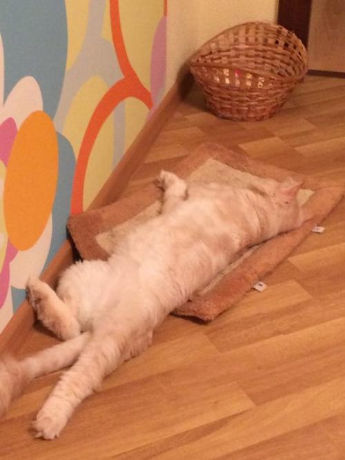 Прошу помощи в пристройстве! 01