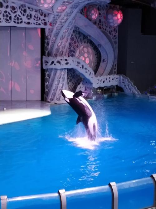 Живые.  Человечные.  Наш третий день в столице был нацелен на общение с самыми разными зверями. 08