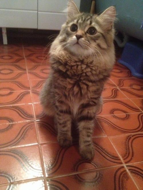 Кекс.  Сладкий котик. 01