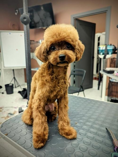 Похвастаюсь тут.  Поучилась стричь модные круглые азиатские стрижки на мк Объемный Фьюжн крутого грумера Дарьи Ворониной. 02