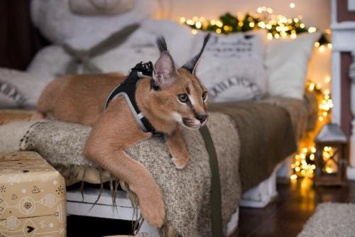 Только один день 16 ноября мини фотосессия с рысью. 03