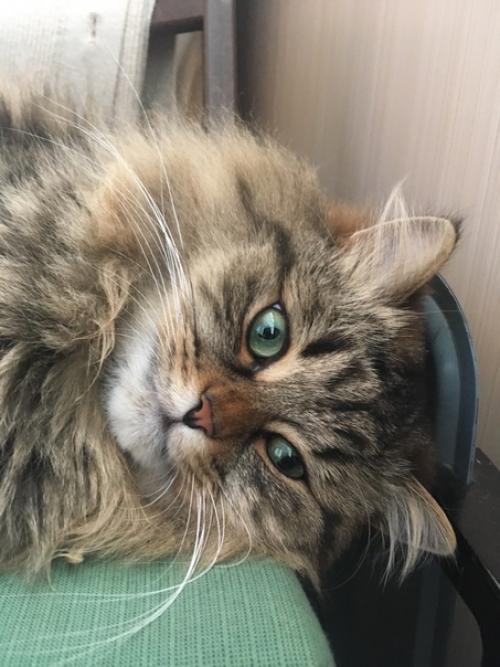 Кекс.  Сладкий котик. 05