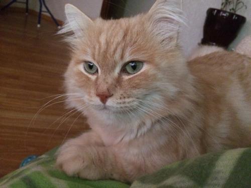 Прошу помощи в пристройстве! 02