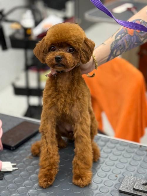 Похвастаюсь тут.  Поучилась стричь модные круглые азиатские стрижки на мк Объемный Фьюжн крутого грумера Дарьи Ворониной. 03