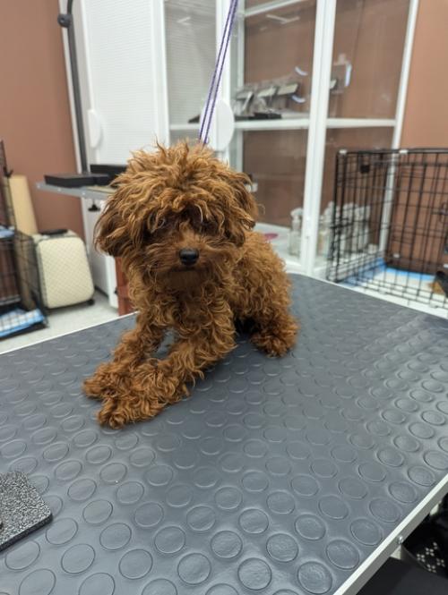 Похвастаюсь тут.  Поучилась стричь модные круглые азиатские стрижки на мк Объемный Фьюжн крутого грумера Дарьи Ворониной. 01