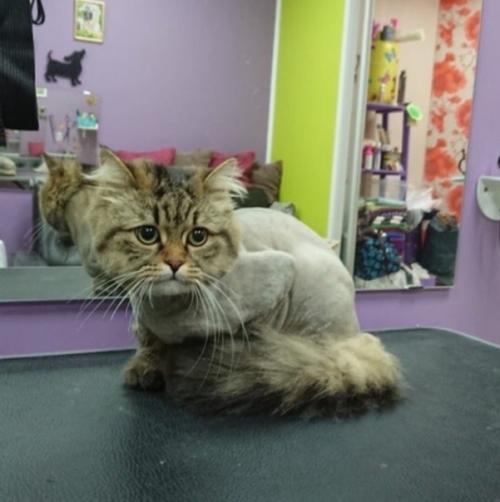 Кекс.  Сладкий котик. 04