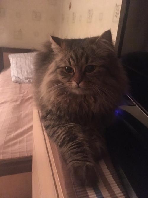 Кекс.  Сладкий котик. 06