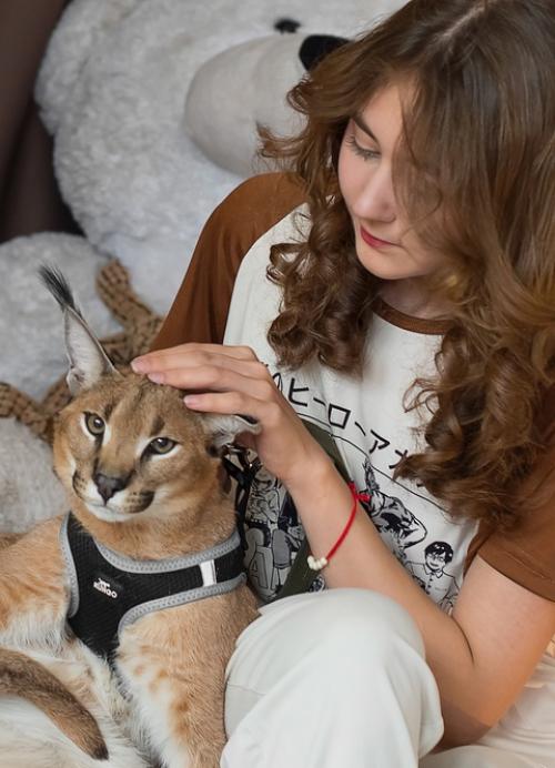 Только один день 16 ноября мини фотосессия с рысью. 01