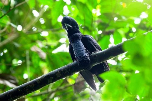 Эквадорская зонтичная птица. 02 Эквадорская зонтичная птица. 02