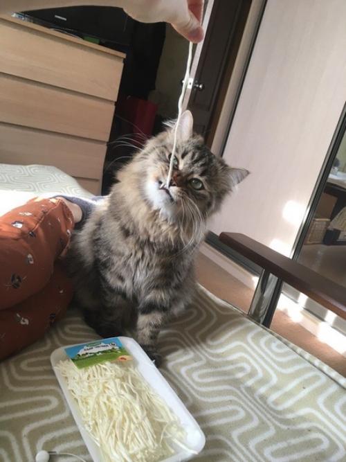 Кекс.  Сладкий котик. 03