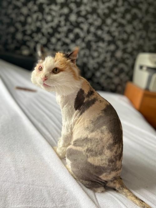 Очень ласковую и стерилизованную кошку в добрые руки отдам. 01