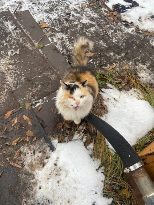 Очень ласковую и стерилизованную кошку в добрые руки отдам. 03