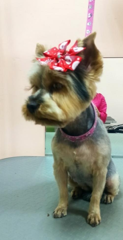 Йорочка нелли.  Шустрая девчушка! 01