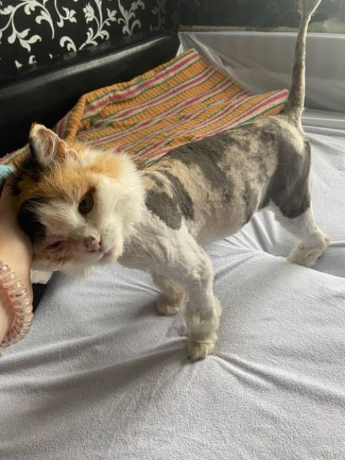 Очень ласковую и стерилизованную кошку в добрые руки отдам. 02