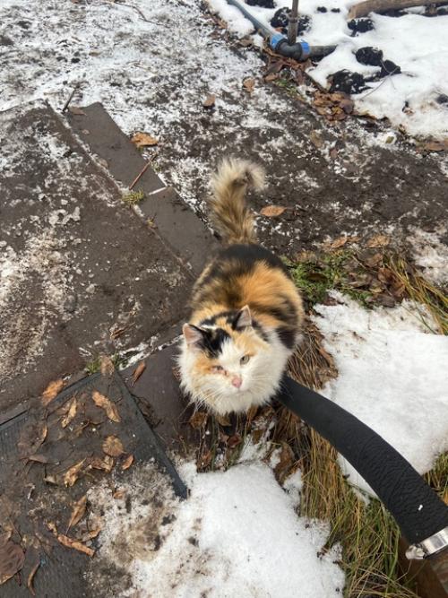 Очень ласковую и стерилизованную кошку в добрые руки отдам. 04
